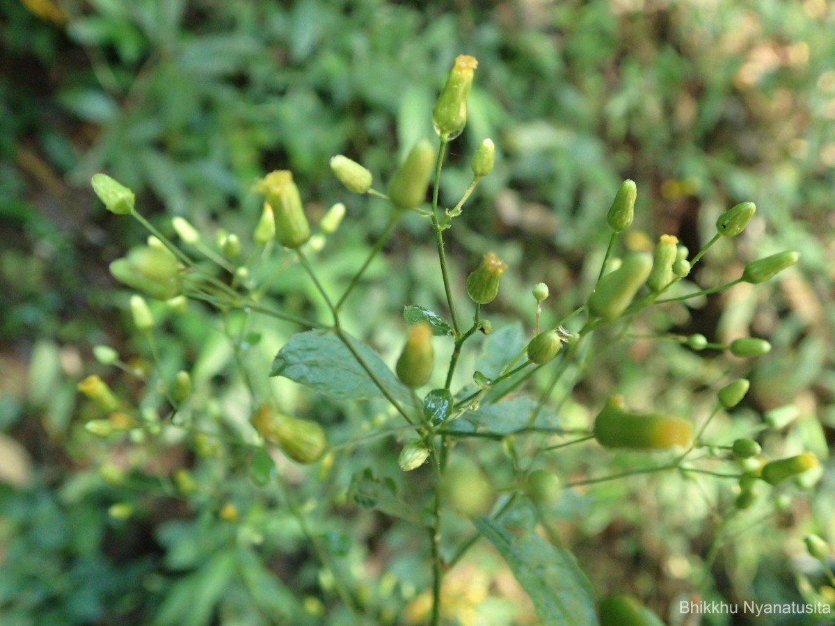 Blumea virens DC.